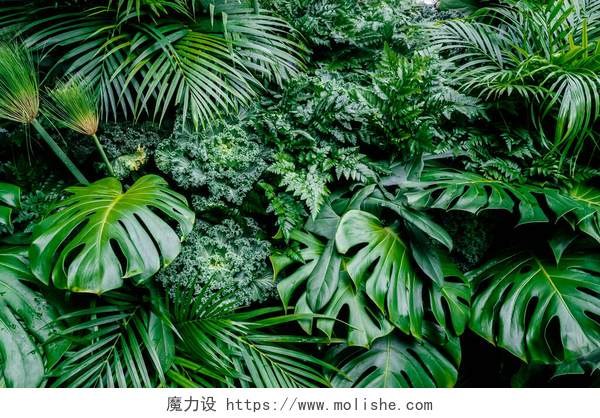 绿色植物叶子背景热带绿叶背景，蕨类，棕榈和菊花叶在墙上，深绿色，植物丛生模式概念背景，闭合